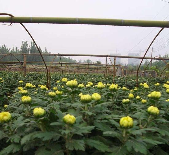 淮北菊花种苗基地