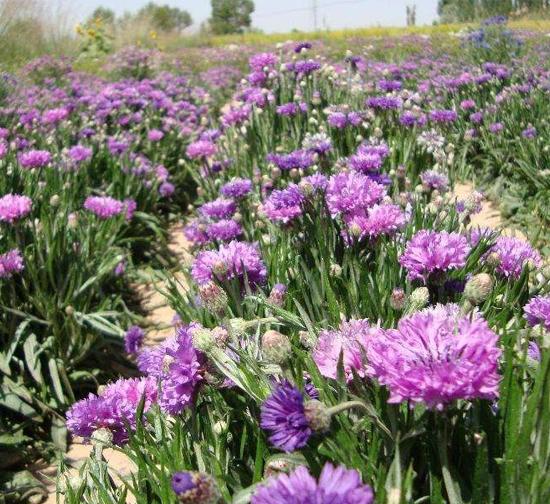 山西菊花种植